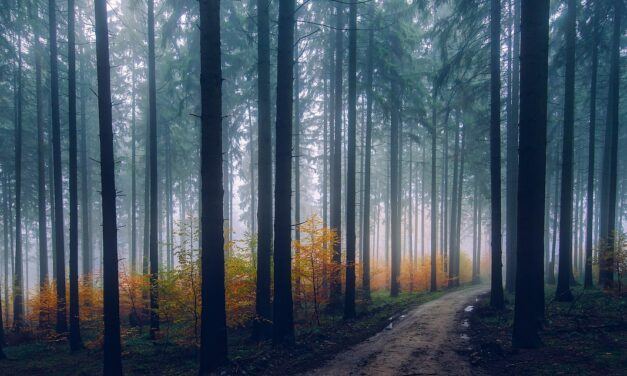 Ethics at the Twilight of Life: Our Obligation to The Elderly