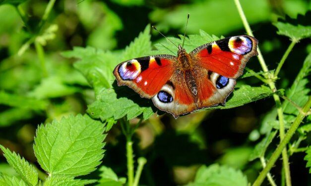 Darwin vs. Beauty: Explaining Away the Butterfly