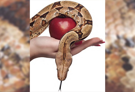 Serpent Apple