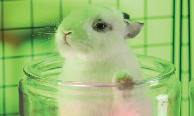 Is “Animal Rights” a Biblical Concern? A Christian Response to the Modern Animal Rights Movement