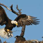 Could Carnivores and Catastrophes Have Existed Prior to the Fall*?