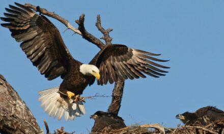 Could Carnivores and Catastrophes Have Existed Prior to the Fall?