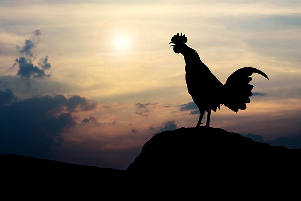 Sunrise Rooster Crowing