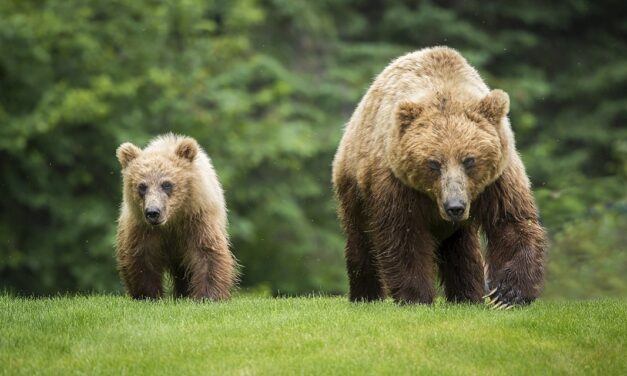 Bears Gone Wild: Responding to Attacks on the Portrayal of God in the Old Testament