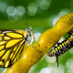 What is the Book of Nature?