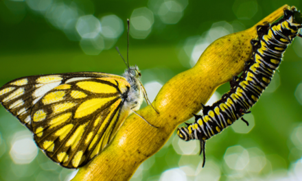 What Is the Book of Nature?