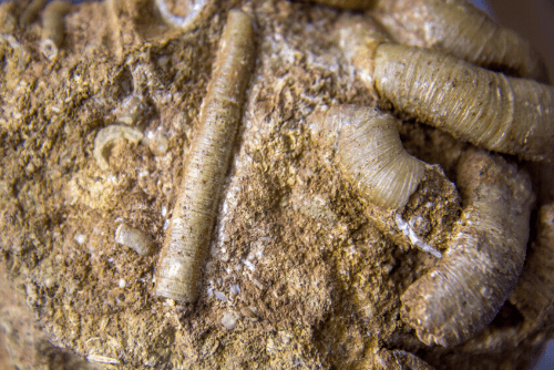 Ancient Worm Ancestor, and Q&A