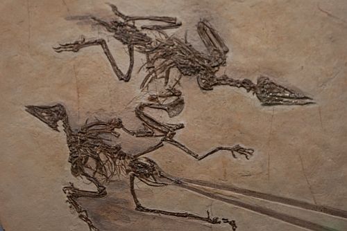 Is Archaeopteryx the missing link between dinosaurs and birds?