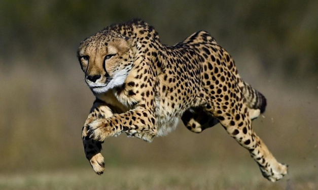 Gods, Gold, and Cheetahs: Evaluating ‘Untamed’ by Glennon Doyle