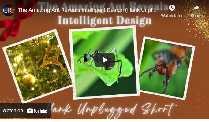 The Amazing Ant Reveals Intelligent Design (Hank Unplugged Short)