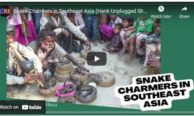 Snake Charmers in Southeast Asia (Hank Unplugged Short)