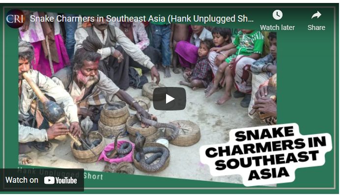 Snake Charmers in Southeast Asia (Hank Unplugged Short)