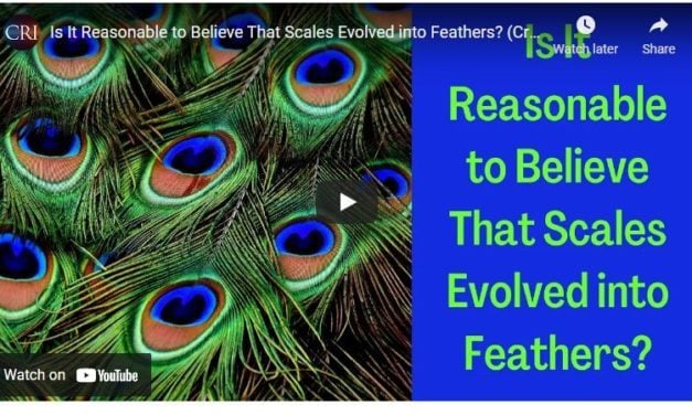 Is It Reasonable to Believe That Scales Evolved into Feathers? (Creation Answer Book)