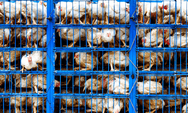 Q&A: Sin, Christian Music, and Animal Rights Activism