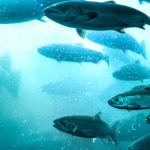 Episode 246: Swimming Upstream: Why the Natural Law Resists Totalitarianism