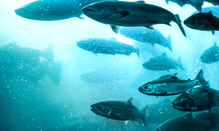 Swimming Upstream: Why the Natural Law Resists Totalitarianism