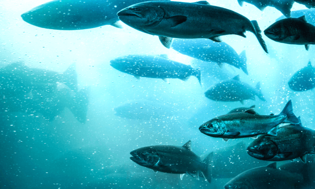 Swimming Upstream: Why the Natural Law Resists Totalitarianism