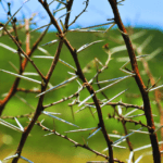 Q&A: Thorn in the Flesh, Exorcism, and Pascal’s Wager