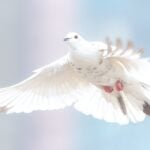 Q&A: The Fourth Commandment, Receiving the Holy Spirit, and Modern Apostles