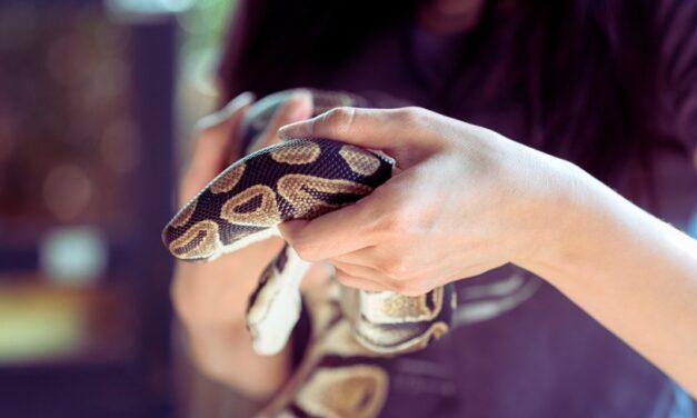 Q&A: Theistic Evolution, the Sinner’s Prayer, and Snake Handling