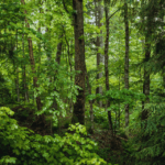 Lessons Learned (and Not Learned) from the Evangelical Debate over Adam and Eve