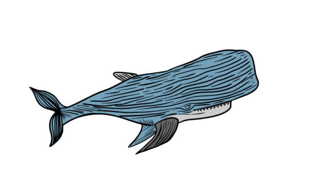 Was Jonah swallowed by a whale?