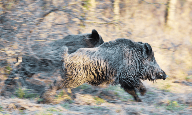 Q&A: New Thought Metaphysics, the Weight of Sin, and Casting Demons into Pigs