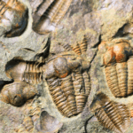 What is the Cambrian Explosion?