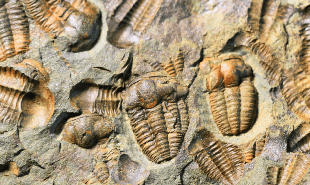 What is the Cambrian Explosion?