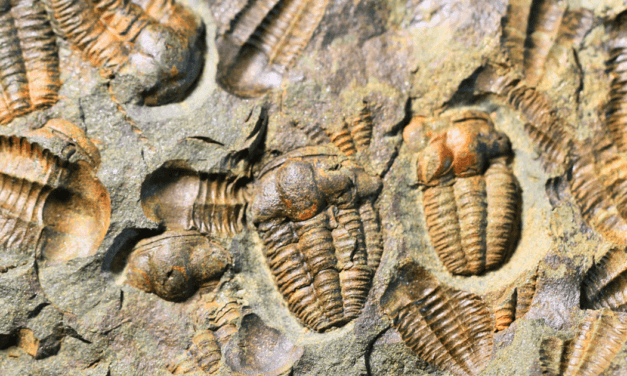 What Is the Cambrian Explosion?