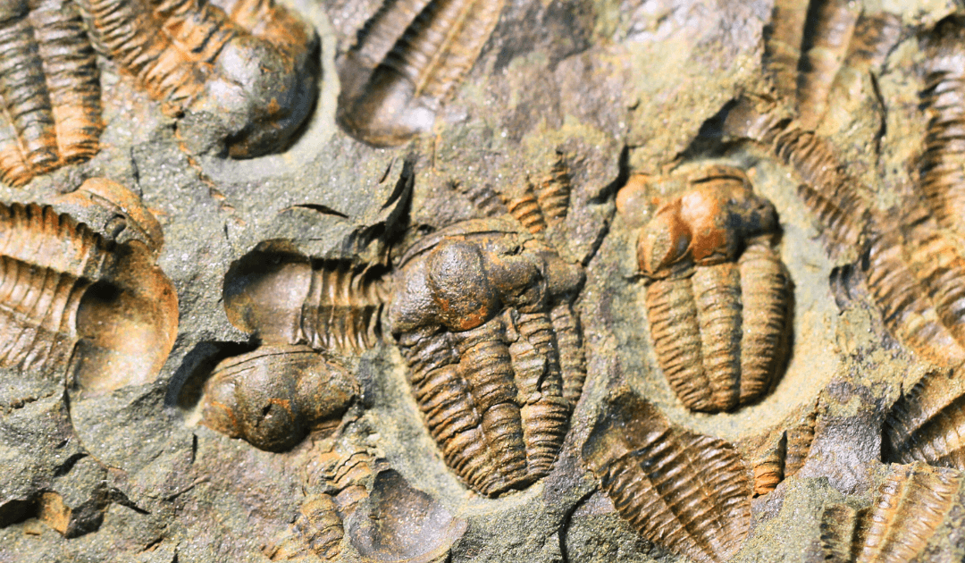 What Is the Cambrian Explosion?