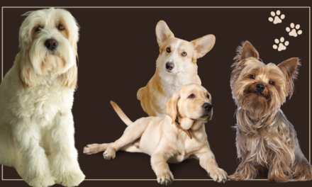 Of God and Dogs, With Constant Reference to Sunny