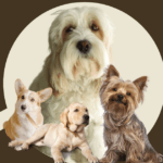 Episode: 68 Of God and Dogs, With Constant Reference to Sunny