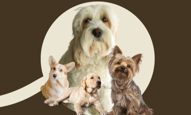 Episode: 68 Of God and Dogs, With Constant Reference to Sunny