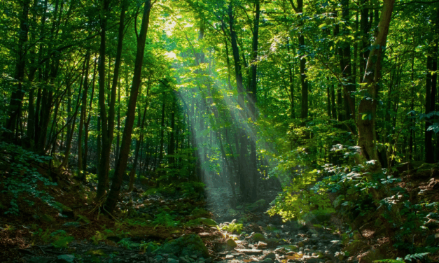 The Graveyard Spiral of Walton’s ‘New Explorations in the Lost World of Genesis’