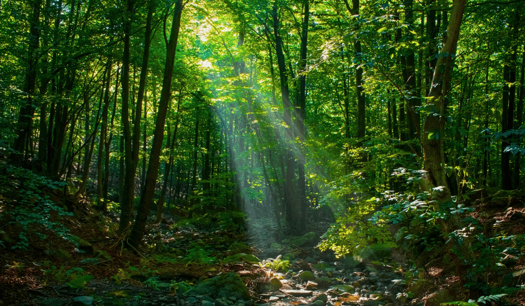 PMR Lost World of Genesis (1080 x 630 px) (1)