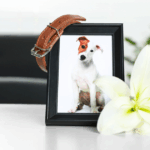 Best of BAM: Examining the Word of God, and Q&A