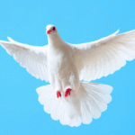 Best of BAM: Finding a Good Church, and Q&A