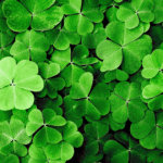 St. Patrick’s Day 2026, and Q&A