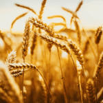 Q&A: Family Planning, Wheat and Tares, and the Trumpet Call
