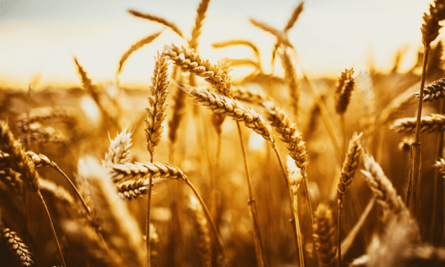 Q&A: Family Planning, Wheat and Tares, and the Trumpet Call